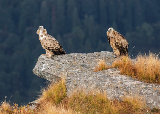 Mohankal - Bird-Watching Permit | Spot 240+ Himalayan Birds in Uttarakhand