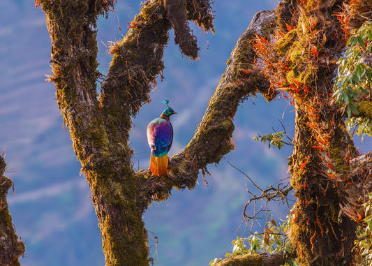 Chopta–Mandal–Tungnath Bird-Watching Permit | Spot 240+ Himalayan Birds in Uttarakhand